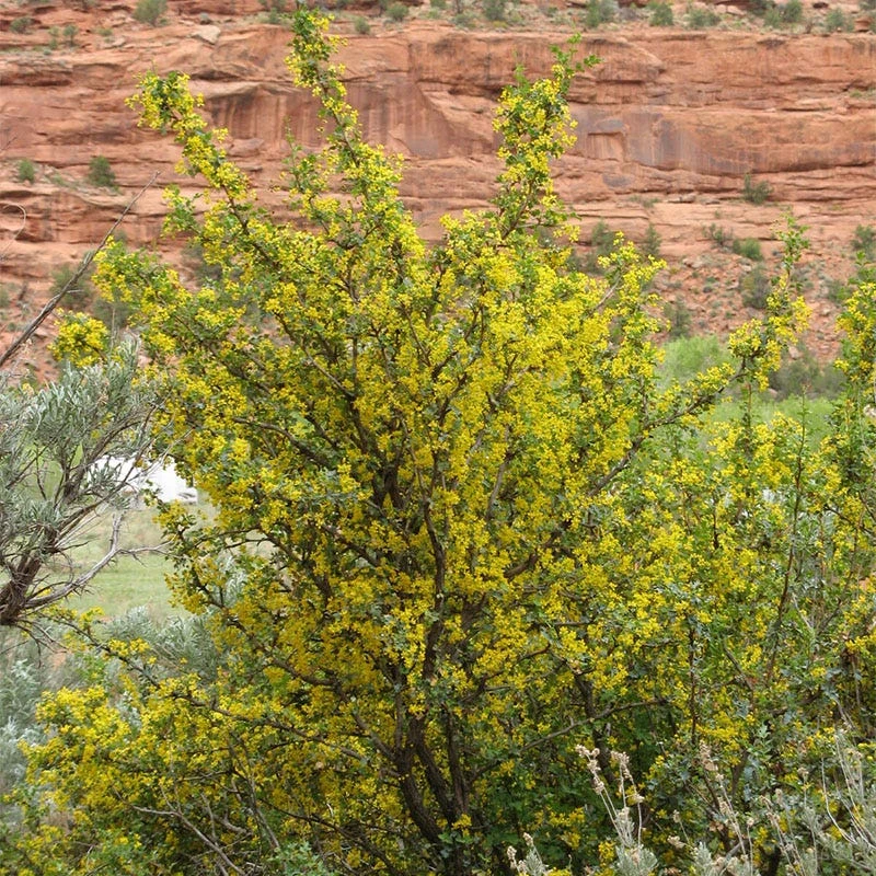 Crandall's Clove Scented Currant (Ribes) 5 Crandall's Clove Scented Currant (Ribes) - Image 3