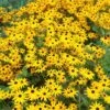 Goldsturm Black Eyed Susan -Cheap Plant & Flowers Store rudbeckia cropped