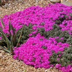 Creeping Shrubby Ice Plant (Ruschia) -Cheap Plant & Flowers Store ruschia pulvinaris 83750