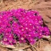 Creeping Shrubby Ice Plant (Ruschia) -Cheap Plant & Flowers Store ruschia pulvinaris creepy shrubby iceplant celeste meyeres