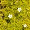 Scotch Moss (Sagina) 2 Scotch Moss (Sagina) -Cheap Plant & Flowers Store sagina subulata aurea 1