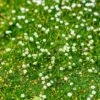Green Irish Moss (Sagina) -Cheap Plant & Flowers Store sagina subulata irish moss 1