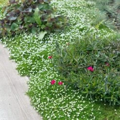 Green Irish Moss (Sagina) 5 Green Irish Moss (Sagina) -Cheap Plant & Flowers Store sagina subulata irish moss 2