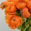 Salmon Ranunculus 1 Salmon Ranunculus -Cheap Plant & Flowers Store salmon tecolote ranuncuclus orange 1