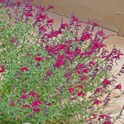Burgundy Seduction Salvia -Cheap Plant & Flowers Store salvia burgundy seduction