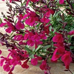Burgundy Seduction Salvia -Cheap Plant & Flowers Store salvia burgundy seduction1