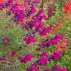 Cold Hardy Rainbow Salvia Collection 1 Cold Hardy Rainbow Salvia Collection -Cheap Plant & Flowers Store salvia burgundy seduction 1