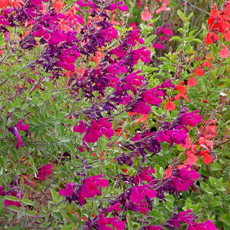 Cold Hardy Rainbow Salvia Collection 3 Cold Hardy Rainbow Salvia Collection