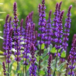 Caradonna Salvia 14 Caradonna Salvia -Cheap Plant & Flowers Store salvia caradonna sage