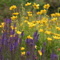 High Country Meadow Native Wildflower Seed Mix -Cheap Plant & Flowers Store salvia coreopsis meadow