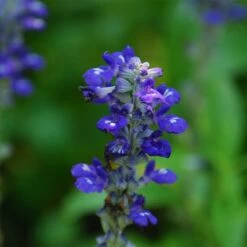 Texas Violet Salvia -Cheap Plant & Flowers Store salvia farinacea texas violet mealy sage