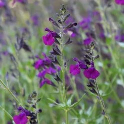 Cold Hardy Rainbow Salvia Collection 12 Cold Hardy Rainbow Salvia Collection -Cheap Plant & Flowers Store salvia flowerkisser dark shadows sage