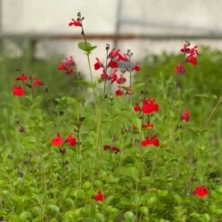 Furman's Red Texas Salvia -Cheap Plant & Flowers Store salvia furmans red garden flower