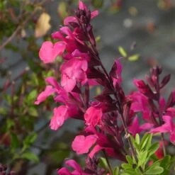 Cold Hardy Rainbow Salvia Collection 19 Cold Hardy Rainbow Salvia Collection -Cheap Plant & Flowers Store salvia greggii cold hardy pink