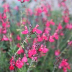 Cold Hardy Rainbow Salvia Collection 13 Cold Hardy Rainbow Salvia Collection -Cheap Plant & Flowers Store salvia greggii flowerkisser coral pink sage6