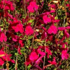Furman's Red Texas Salvia -Cheap Plant & Flowers Store salvia greggii furmans red close up 1