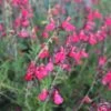 FlowerKisser® Coral-Pink Salvia -Cheap Plant & Flowers Store salvia greggii wwg003 flowerkisser coral pink sage cropped 3