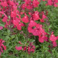 FlowerKisser® Coral-Pink Salvia -Cheap Plant & Flowers Store salvia greggii wwg3flowerkisser coral pink sage