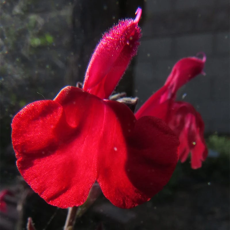 Cold Hardy Rainbow Salvia Collection 6 Cold Hardy Rainbow Salvia Collection - Image 4