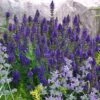 Marcus Dwarf Blue Salvia -Cheap Plant & Flowers Store salvia marcus emmis oure cropped