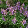 Dwarf Common Sage (Salvia) 1 Dwarf Common Sage (Salvia) -Cheap Plant & Flowers Store salvia officinalis minimus 1