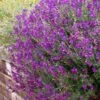 Ultra Violet Salvia -Cheap Plant & Flowers Store salvia ultra violet over wall purple 1