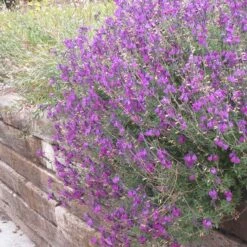 Cold Hardy Rainbow Salvia Collection 16 Cold Hardy Rainbow Salvia Collection -Cheap Plant & Flowers Store salvia ultra violet over wall 2