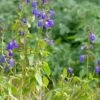 Deep Blue Arizona Salvia 2 Deep Blue Arizona Salvia -Cheap Plant & Flowers Store salvia arizonica deep blue 2 web