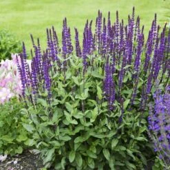 Caradonna Salvia 15 Caradonna Salvia -Cheap Plant & Flowers Store salvia caradonna walters gardens 3 cropped