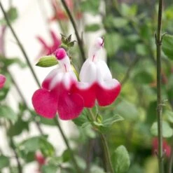 Hot Lips Salvia 5 Hot Lips Salvia -Cheap Plant & Flowers Store salvia hot lips close up