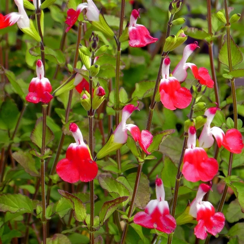 Hot Lips Salvia 3 Hot Lips Salvia