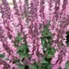 Lyrical™ Rose Salvia -Cheap Plant & Flowers Store salvia nemorosa balyricose