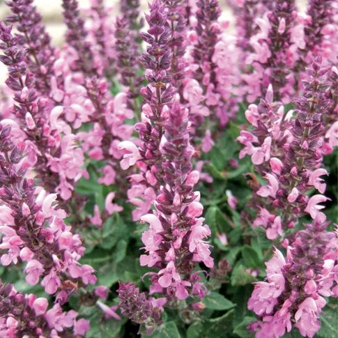Lyrical™ Rose Salvia 3 Lyrical™ Rose Salvia