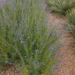 Autumn Sapphire™ Salvia -Cheap Plant & Flowers Store salvia reptans autumn sapphire brooke colburn 1 actually cropped