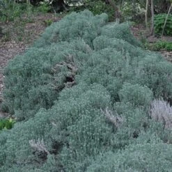 Gray Santolina 13 Gray Santolina -Cheap Plant & Flowers Store santolina chamaecyparissus gray santolina spring