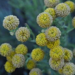 Gray Santolina 12 Gray Santolina -Cheap Plant & Flowers Store santolina chamaecyparissus gray santolina summer flowers close up