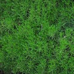 Green Santolina -Cheap Plant & Flowers Store santolina rosmarinifolia green santolina spring foliage