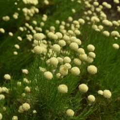 Green Santolina -Cheap Plant & Flowers Store santolina rosmarinifolia green santolina summer cream flowers