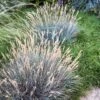 Boulder Blue Fescue Grass -Cheap Plant & Flowers Store saxon holt festuca boulder blue