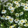 Blackfoot Daisy (Melampodium) -Cheap Plant & Flowers Store saxon holt melampodium leucanthemum