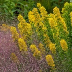 Golden Torch Goldenrod (Wichita Mountains Solidago) -Cheap Plant & Flowers Store saxon holt muhlenbergia reverchonii with solidago wichita mtns
