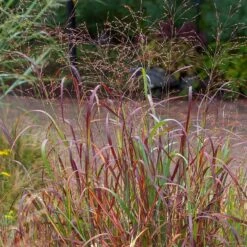 Shenandoah Switch Grass 11 Shenandoah Switch Grass -Cheap Plant & Flowers Store saxon holt panicum shenandoah