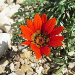 Scarlet Tanager Gazania -Cheap Plant & Flowers Store scarlet tanager african daisy flower single