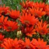 Scarlet Tanager Gazania 1 Scarlet Tanager Gazania -Cheap Plant & Flowers Store scarlet tanager african daisy flowercloseup