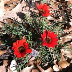 Scarlet Tanager Gazania -Cheap Plant & Flowers Store scarlet tanager african daisy ground trio