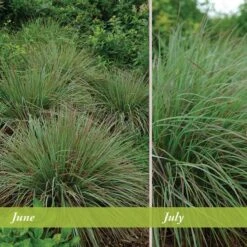 Standing Ovation Little Bluestem Grass 10 Standing Ovation Little Bluestem Grass -Cheap Plant & Flowers Store schizachyrium scop standing ovation june july 1 1