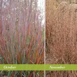 Standing Ovation Little Bluestem Grass 11 Standing Ovation Little Bluestem Grass -Cheap Plant & Flowers Store schizachyrium scop standing ovation october november 1 1