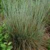 Standing Ovation Little Bluestem Grass 1 Standing Ovation Little Bluestem Grass -Cheap Plant & Flowers Store schizachyrium scop standing ovation 1 1