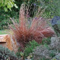 Blaze Little Bluestem Grass -Cheap Plant & Flowers Store schizachyrium scoparium blaze 1 cropped