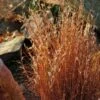 Blaze Little Bluestem Grass -Cheap Plant & Flowers Store schizachyrium scoparium blaze 3 cropped 4